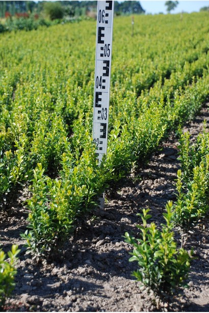Buxus sempervirens – витончений зелений акцент