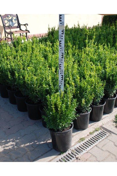 Саджанці самшиту вічнозеленого