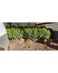 Самшит вечнозелёный | Buxus sempervirens | Самшит вічнозелений
