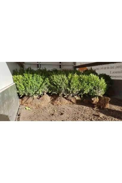 Самшит вічнозелений