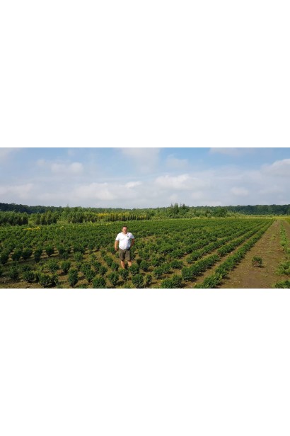 Саджанці самшиту в полі