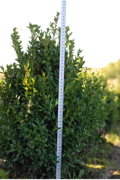 Самшит вічнозелений – ідеальний для живоплотів