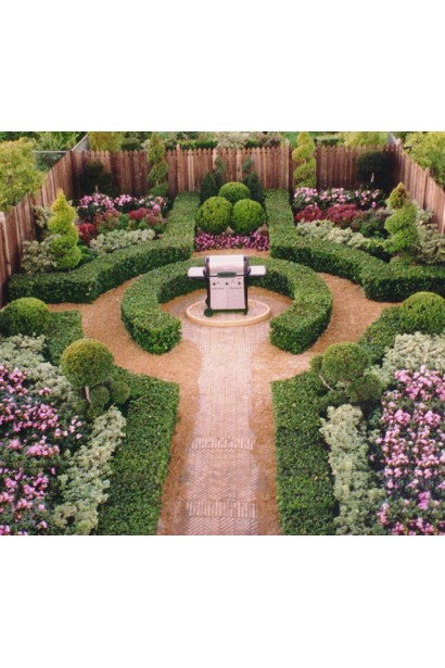 Buxus – невибагливий багаторічник для декору