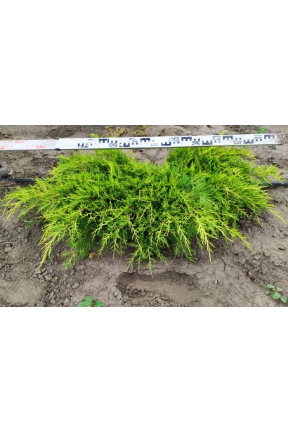 Juniperus media  Old Gold