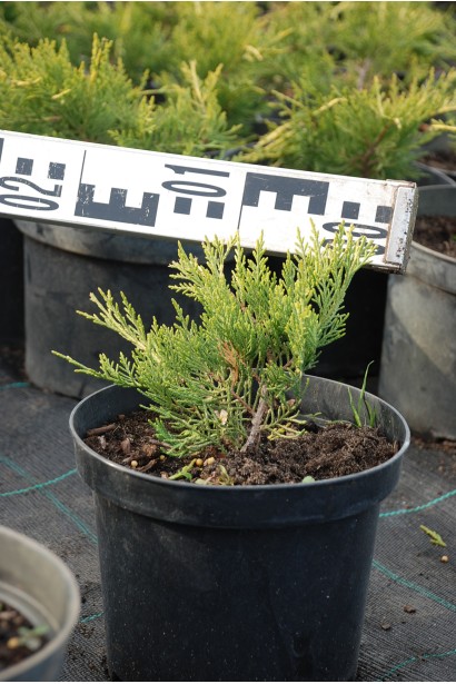 Ялівець середній Олд Голд - саджанець С3