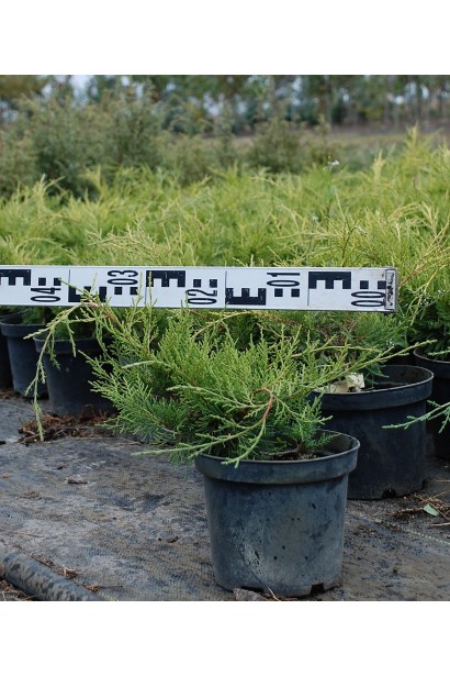 Ялівець середній Олд Голд - контейнер 3 л, діаметр 30-40 см