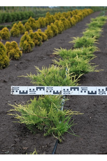 Ялівець Олд Голд - ком / діаметр 30-40 см