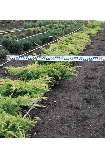 Саджанці ялівцю Олд Голд на полі в розсаднику