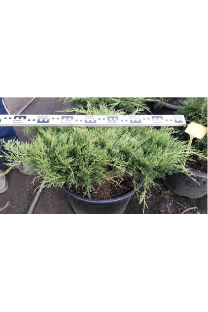 Ялівець середній Олд Голд - горщик 5 л, діаметр 60-80 см