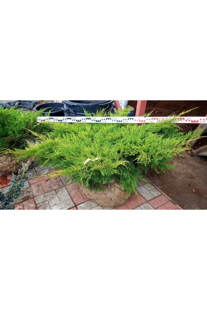 Яловець пфітцеріана Олд Голд - саджанець з комом в мішковині, діаметр 130-150 см