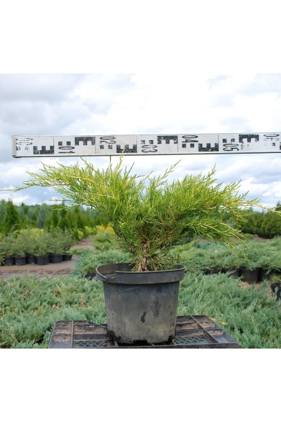 Ялівець середній Олд Голд - контейнер 3 л,  діаметр 40-60 см