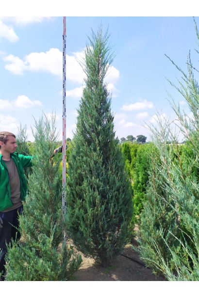 Яловець Skyrocket висота 280-320 см