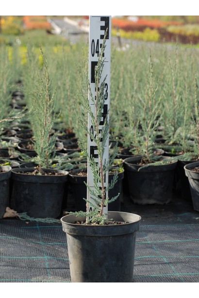 Ялівець скельний Скайрокет в контейнері 3 л, висота 30-40 см