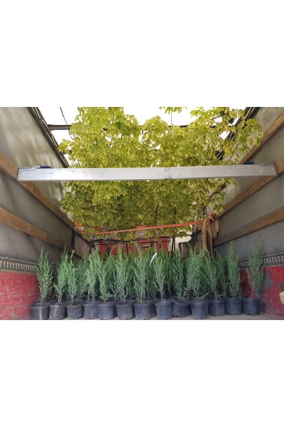 Ялівець Скайрокет - доставка саджанців власним транспортом