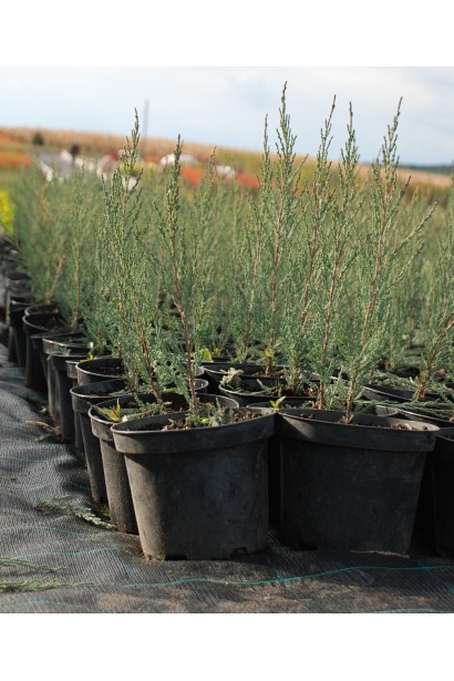 Ялівець скельний Скайрокет - саджанці в садовому центрі