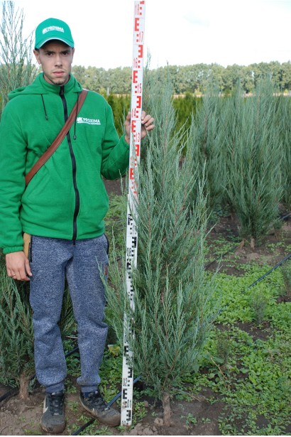 Ялівець скельний Skyrocket 140-160 см