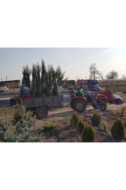 Ялівець скельний Скайрокет - транспортування викопаних саджанців в розсаднику