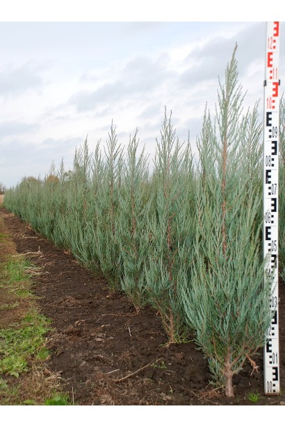 Ялівець скельний Скайрокет саджанці 100-120 см