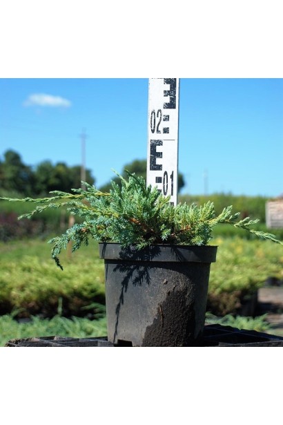 Можжевельник чешуйчатый Блю Карпе - 3л/10-20см/30-40см