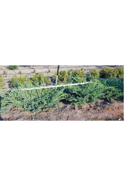 Можжевельник чешуйчатый Блю Карпет в поле рассадника проксима