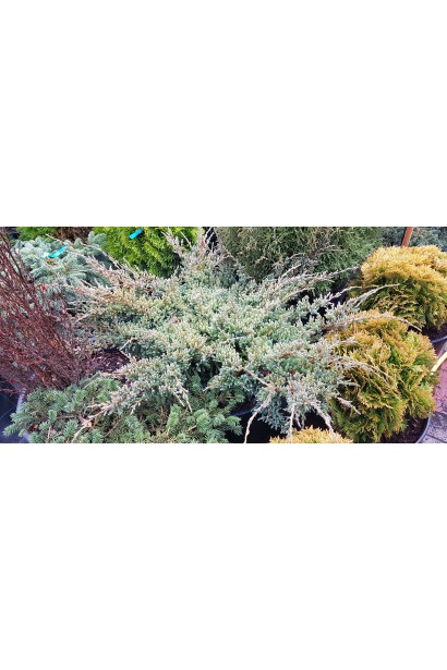 Можжевельник чешуйчатый Блю Карпет в ландшафте