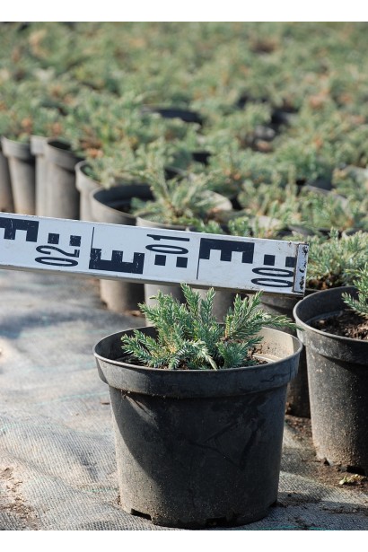 Можжевельник чешуйчатый Блю Карпет 3л