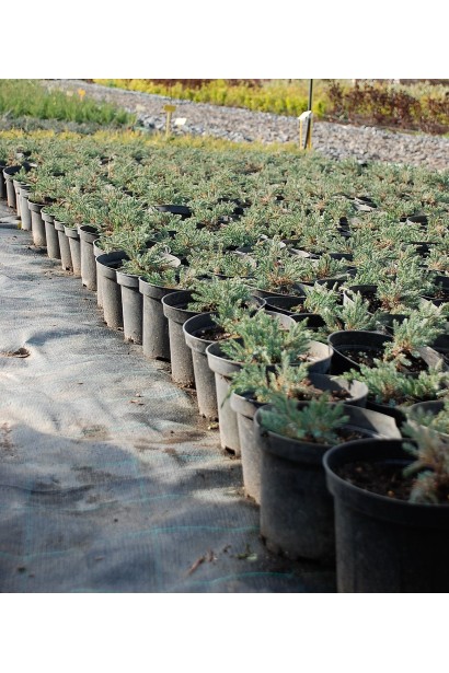 Можжевельник чешуйчатый Блю Карпет