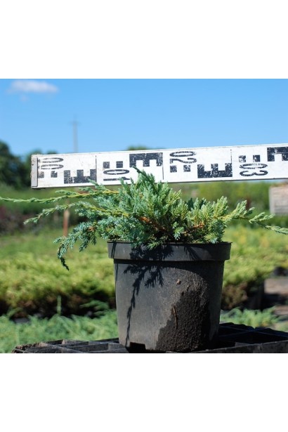 Можжевельник чешуйчатый Блю Карпе - 3л/10-20см/30-40см