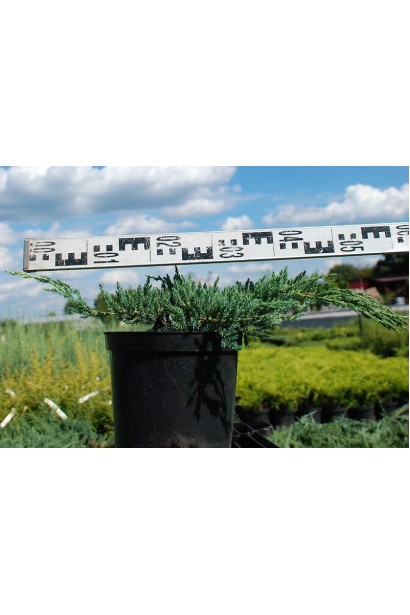 Можжевельник чешуйчатый Блю Карпе - 3л/10-20см/30-40см