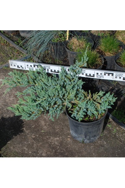 Можжевельник чешуйчатый Блю Карпет - 5л/вис.25-30см/Ø50-70см
