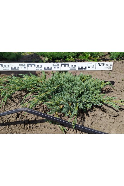 Можжевельник чешуйчатый діаметр 40-60см
