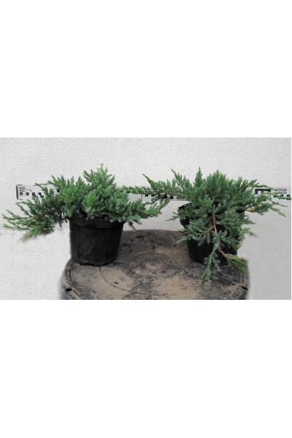 Можжевельник чешуйчатый