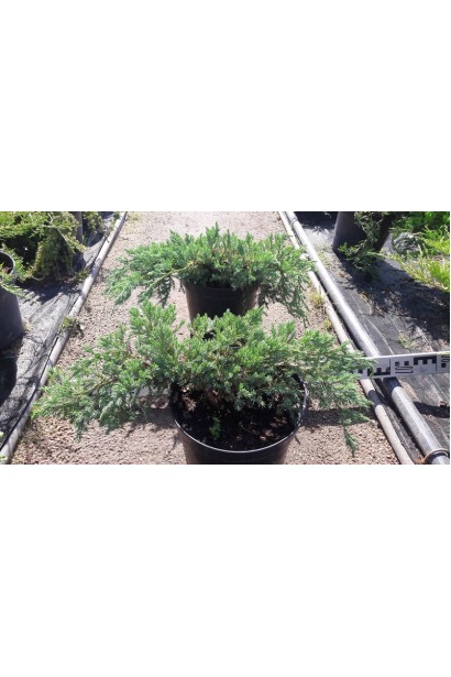 Можжевельник чешуйчатый