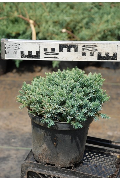 Ялівець лускатий Блю Стар - 3-5л/вис.10-15см/Ø15-25см