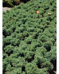 Ялівець лускатий Блю Стар | Можжевельник чешуйчатый Блю Стар | Juniperus squamata Blue Star