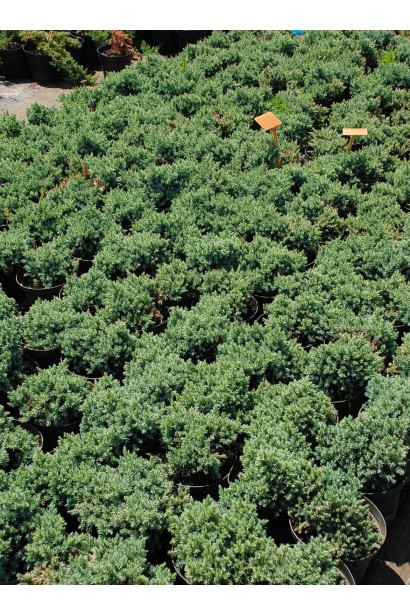 Ялівець лускатий Блю Стар садовий центр