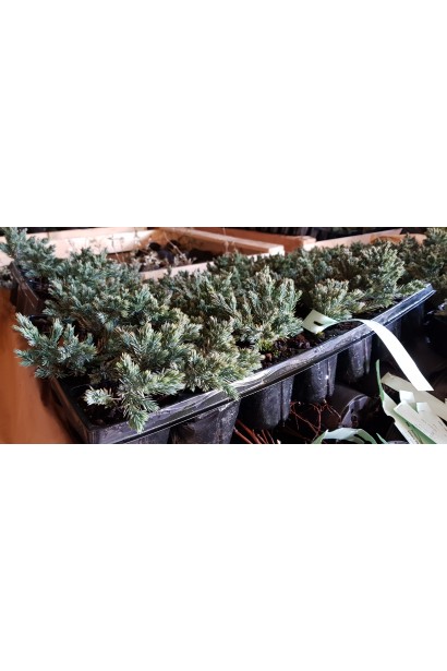 Ялівець лускатий Блю Стар