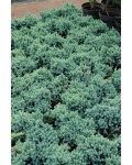 Можжевельник чешуйчатый Блю Стар | Ялівець лускатий Блю Стар | Juniperus squamata Blue Star