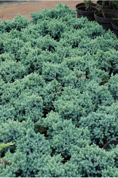 Juniperus squamata Blue Star