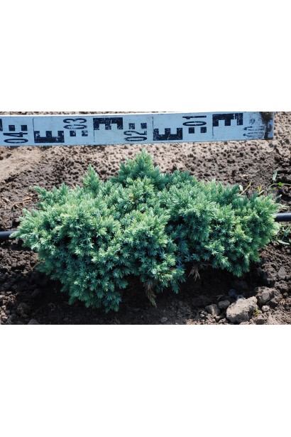 Ялівець лускатий Блю Стар