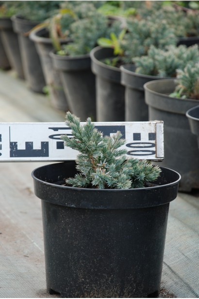 Juniperus squamata Blue Star