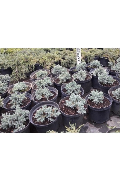 Ялівець лускатий Блю Стар