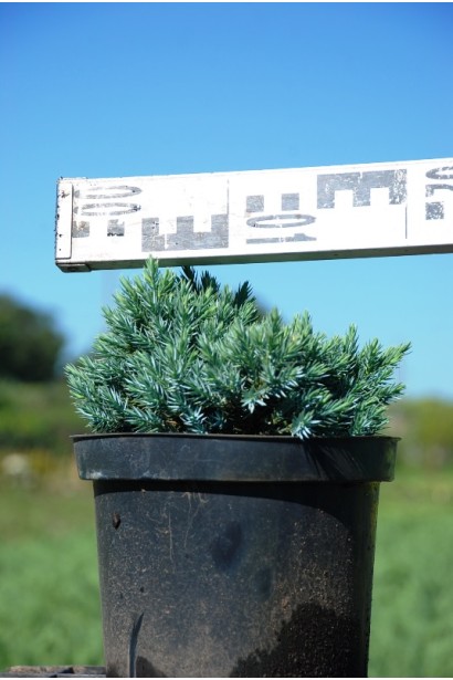 Ялівець лускатий Блю Стар