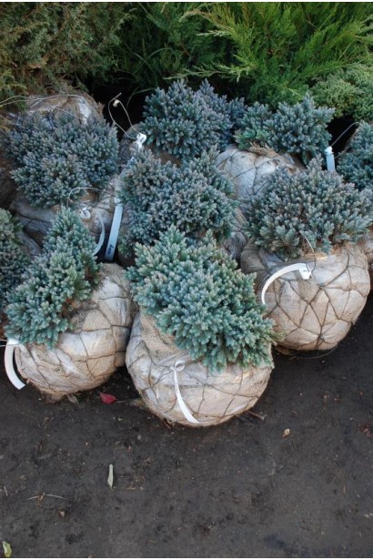 Ялівець лускатий Блю Стар - ком20кг/вис.20-25см/Ø40-50см