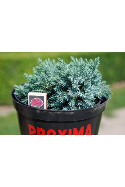 Juniperus squamata Blue Star