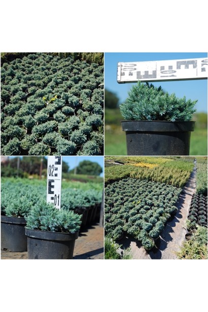 Ялівець лускатий Блю Стар / Juniperus squamata Blue Star