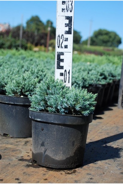 Ялівець лускатий Блю Стар