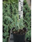 Можжевельник чешуйчатый Мейери | Ялівець лускатий Мейері | Juniperus squamata Meyeri