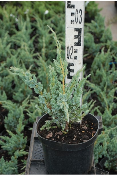 Можжевельник чешуйчатый Мейери