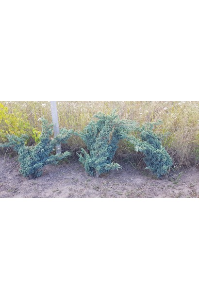 Juniperus squamata Meyeri